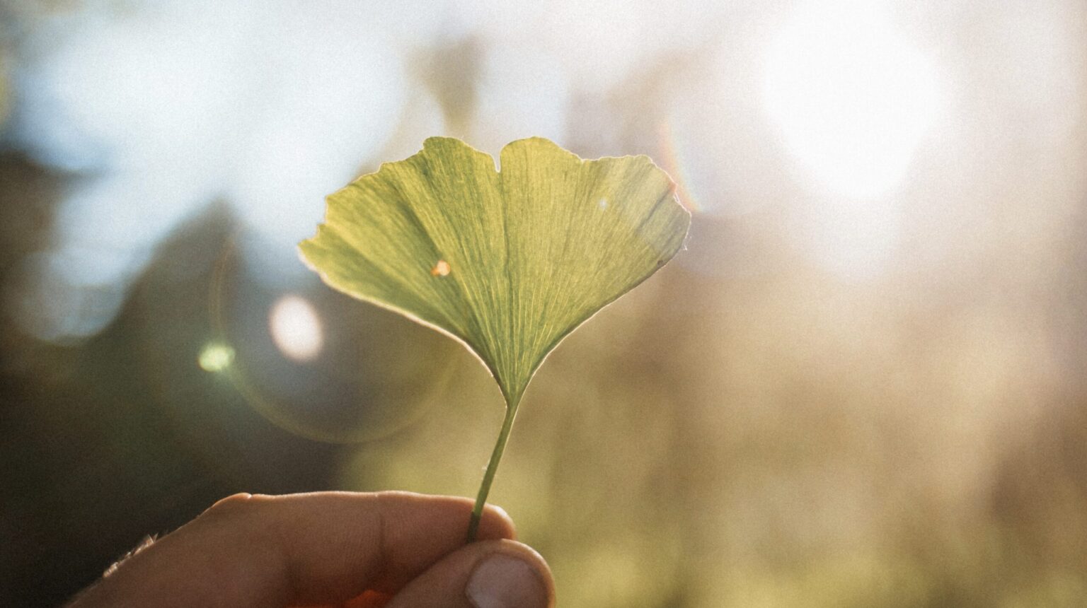 Burdock: The All-Purpose Alterative - The School of Evolutionary Herbalism